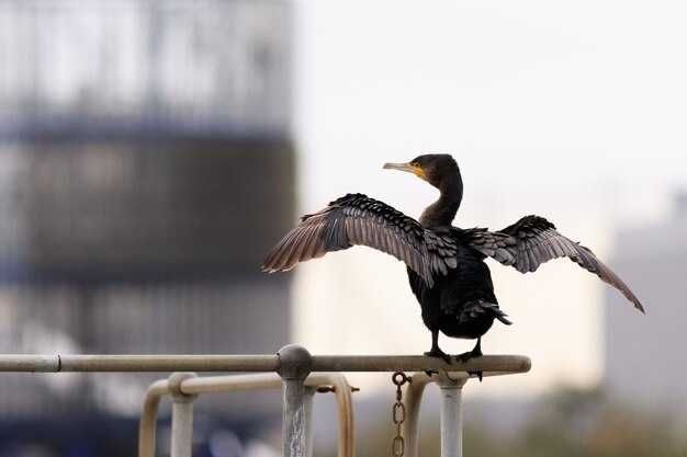 Canada Goose at Istanbul Airport – Close to F Pier