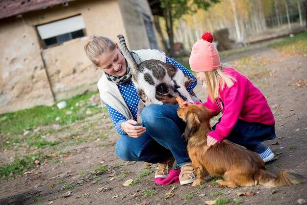 A Humane Path for Stray Dogs in Türkiye: Practical Adoption and Coexistence