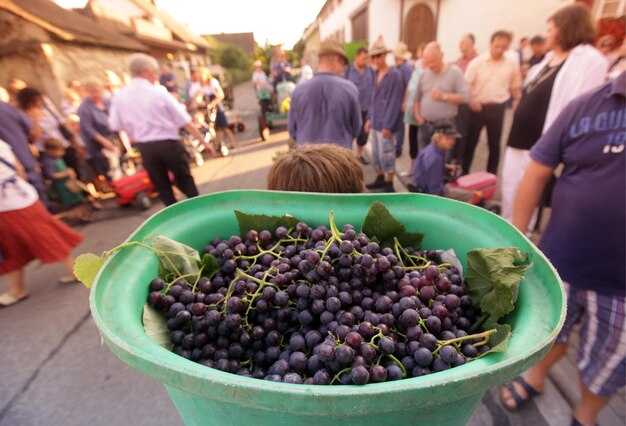 Grape Spotlight: Names, Synonyms, and Flavor Traits