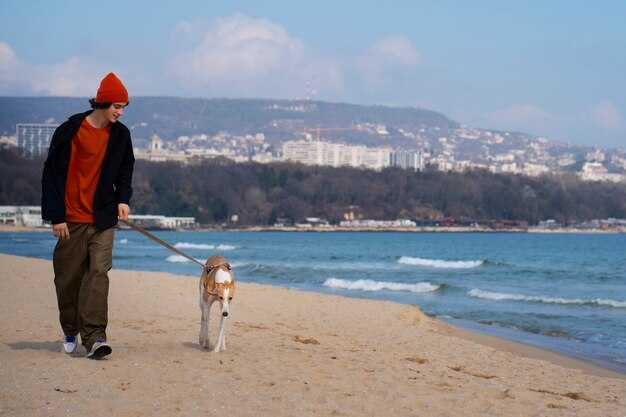 Pet-Friendly Hotels in Istanbul – Top Picks for 2025