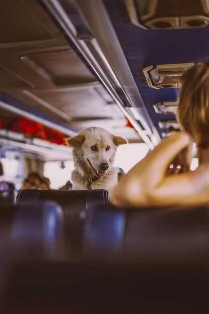 Reduce Flight Stress with Therapy Dogs – Calm Your Air Travel Anxiety