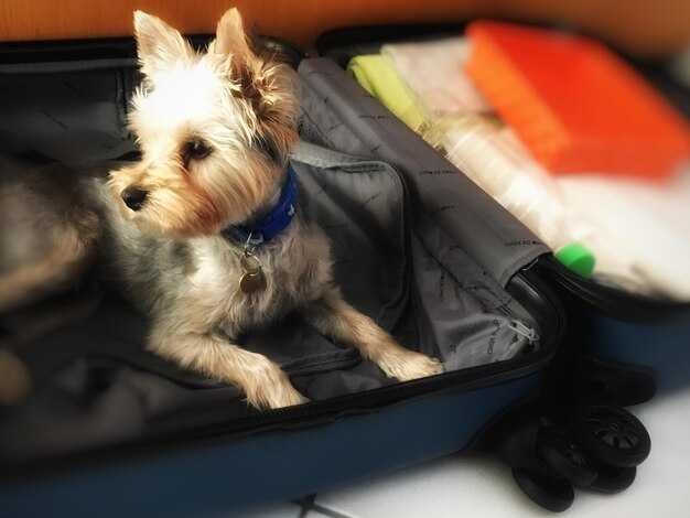 How Petting a Dog Before Flight Can Lower Pre-Flight Anxiety