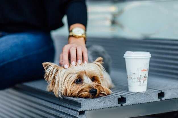 Stressed About Flying? Pat a Dog at Istanbul Airport Before You Fly