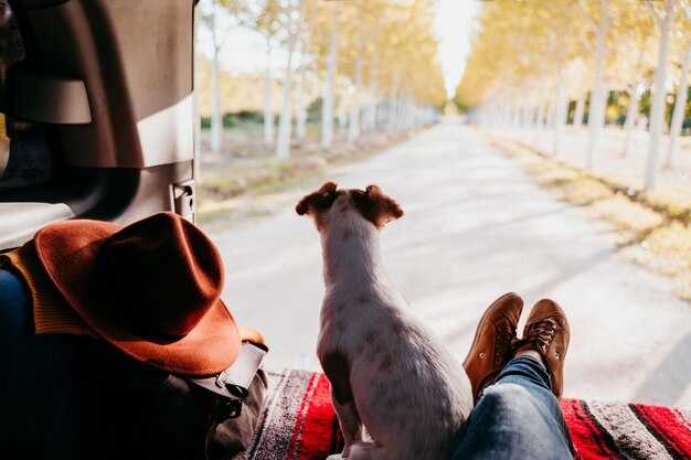 Required documents and health checks for in-cabin pets