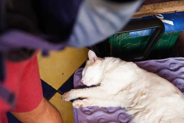 Ultimate Guide to Pet Import Regulations for Foreigners Moving to Turkey