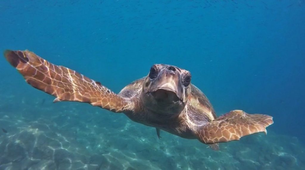 Conserving Sea Turtles: The Efforts and Importance of Protection