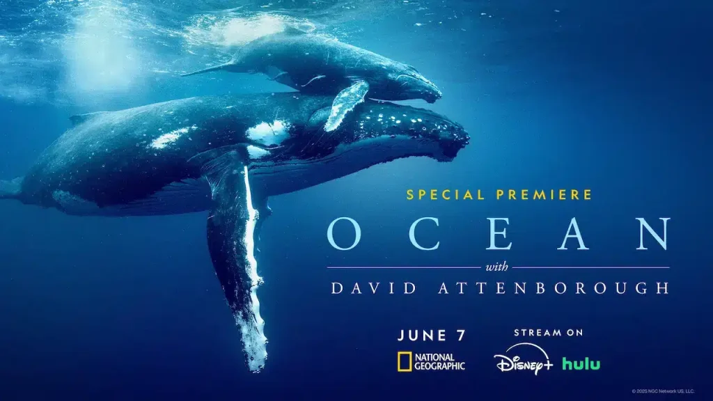 Understanding Ocean Conservation and Its Importance to Our Future