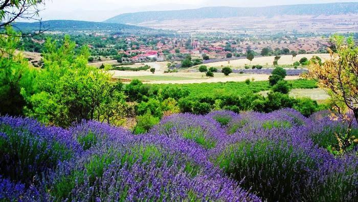 Discovering Kuyucak: The Enchanting Lavender Village of Turkey