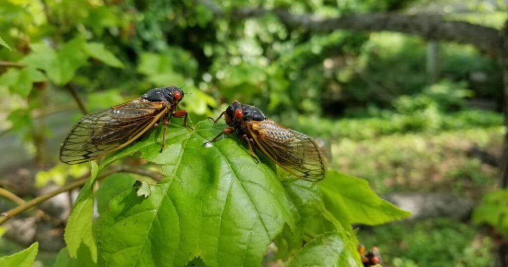 The Sweet Sounds of Summer: Understanding Cicadas