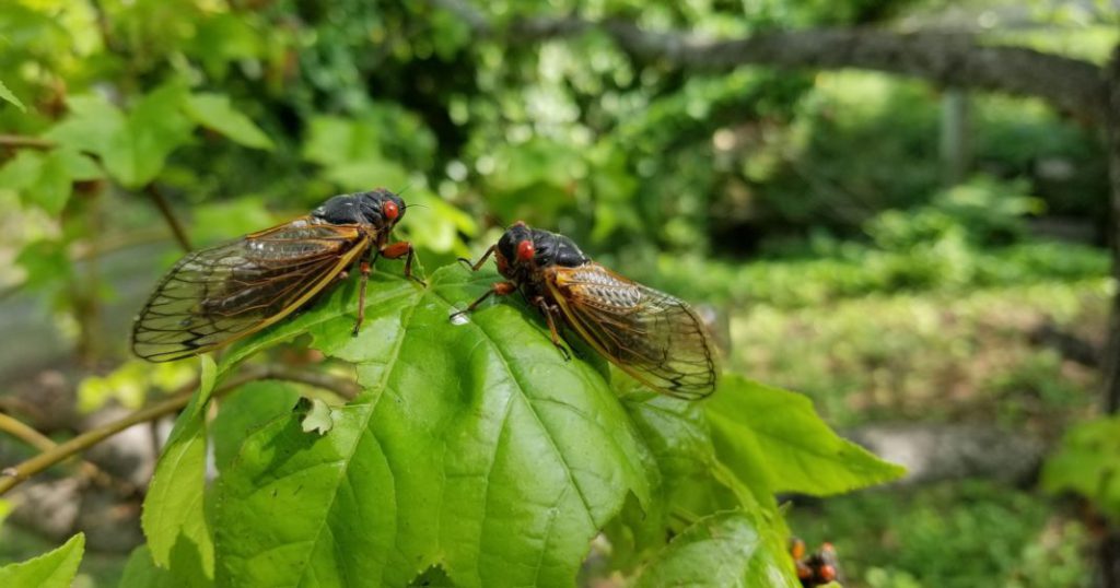 The Sweet Sounds of Summer: Understanding Cicadas