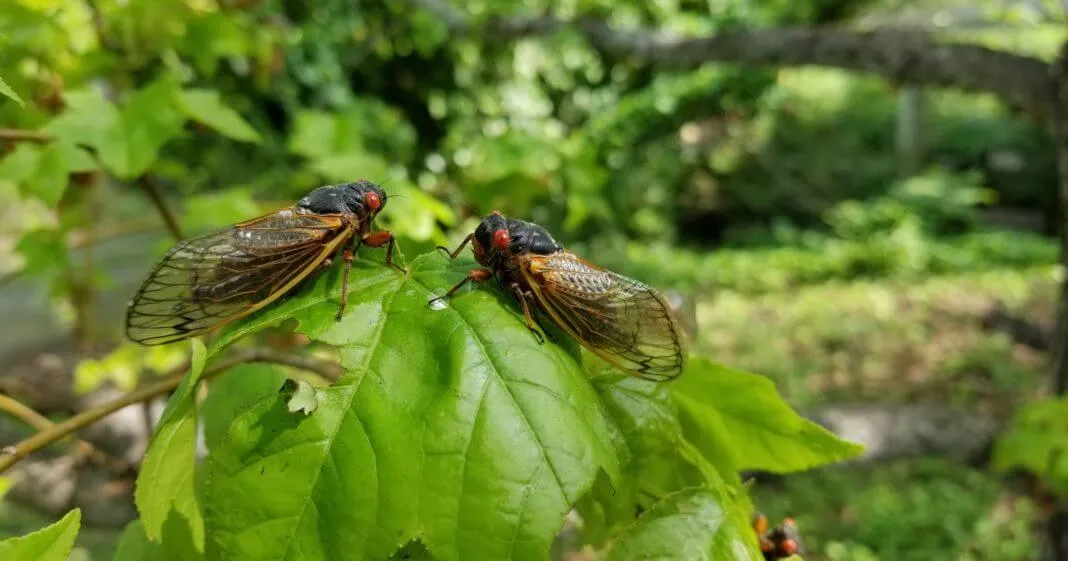 The Sweet Sounds of Summer: Understanding Cicadas