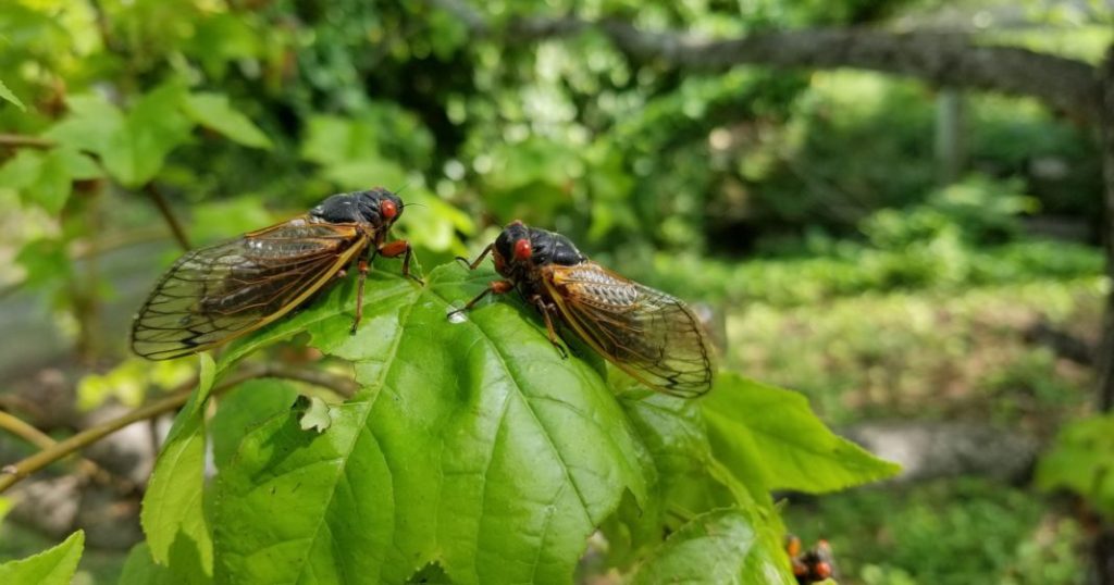 The Sweet Sounds of Summer: Understanding Cicadas